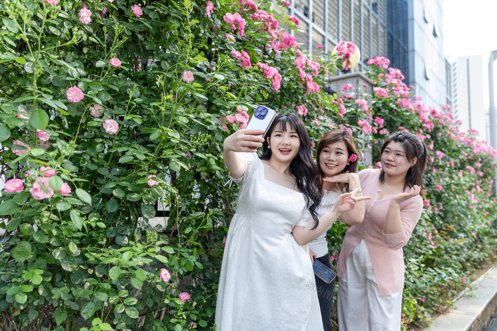 蔷薇花 春日