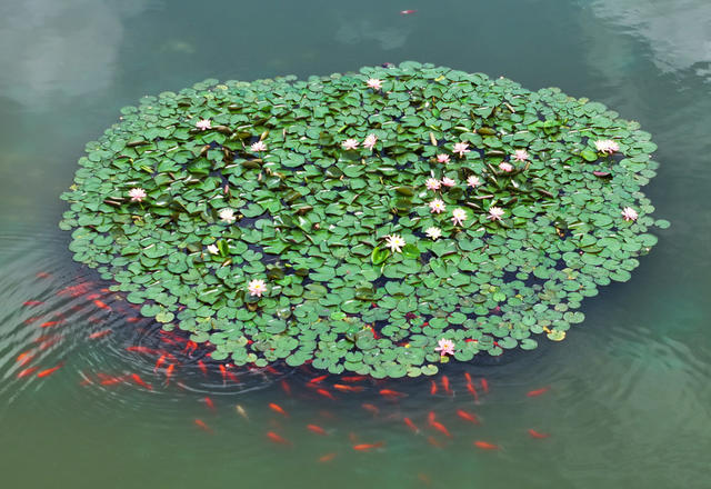 睡莲 花开