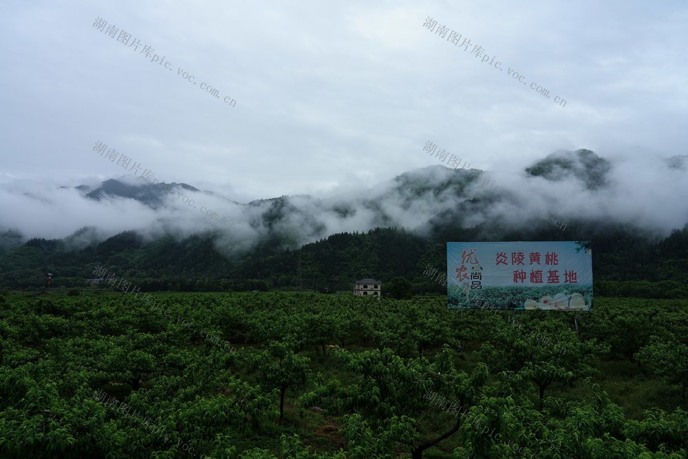 黄桃，炎陵