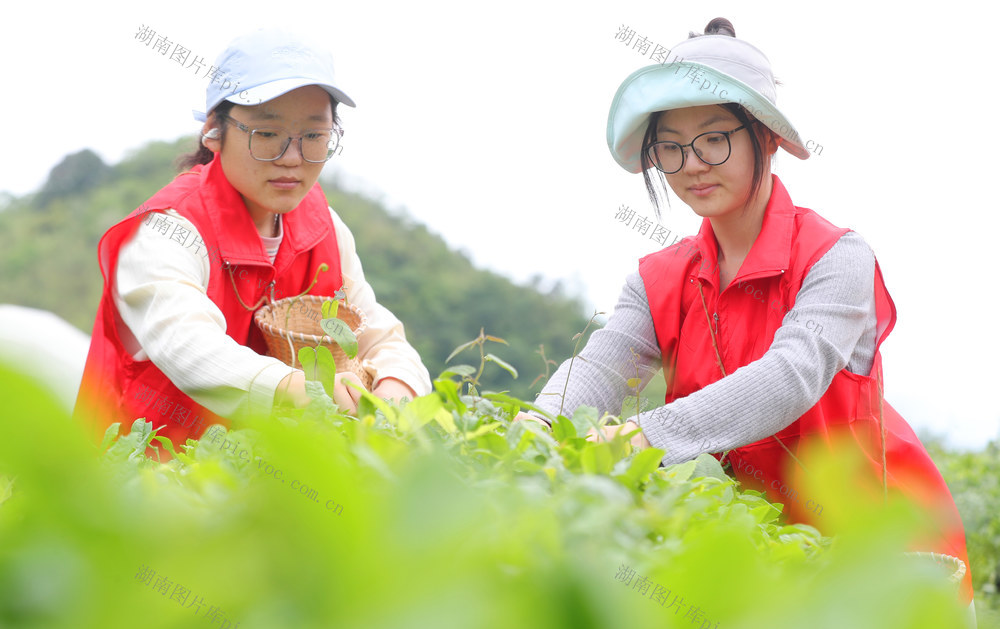 大学生 义务 劳动课 采茶 助农