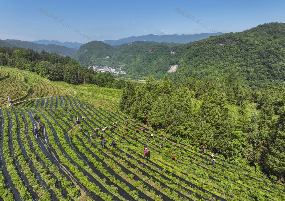 茶青
采摘
