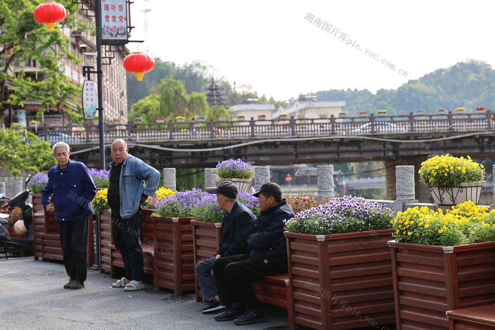 花卉 城市 绿化 口袋花园 花