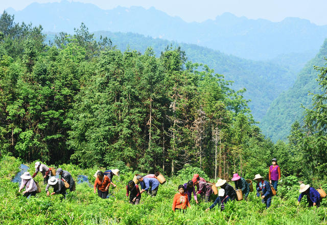武陵源：高山产业助增收
