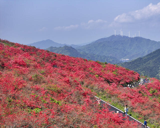 旅游
双牌县
杜鹃