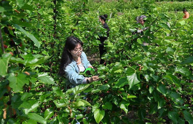 种植 特色产业 农旅融合 乡村旅游 农业 游客 采摘 桑葚 产业园 
 农场 旅游