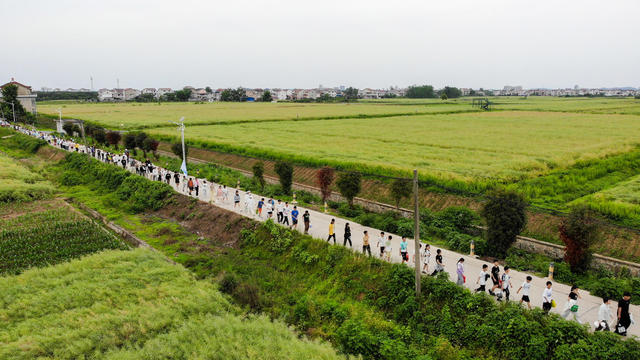 五一 插秧 学生 劳动
