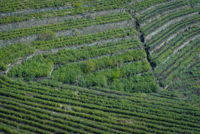 茶园 茶场 绿茶 茶农 茶叶 茶产业
