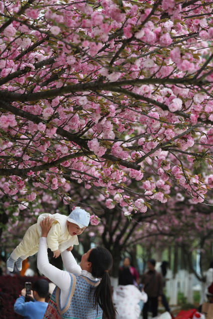 樱花 怀化学院 