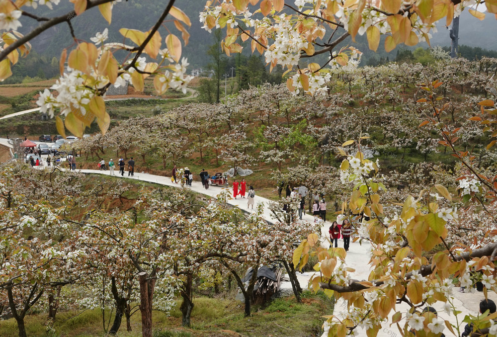 龙山，梨花 如雪醉游人