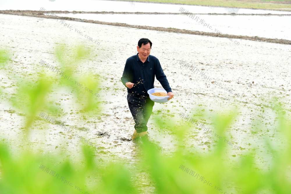 清明节气  农事活动  早稻播种  直播生产