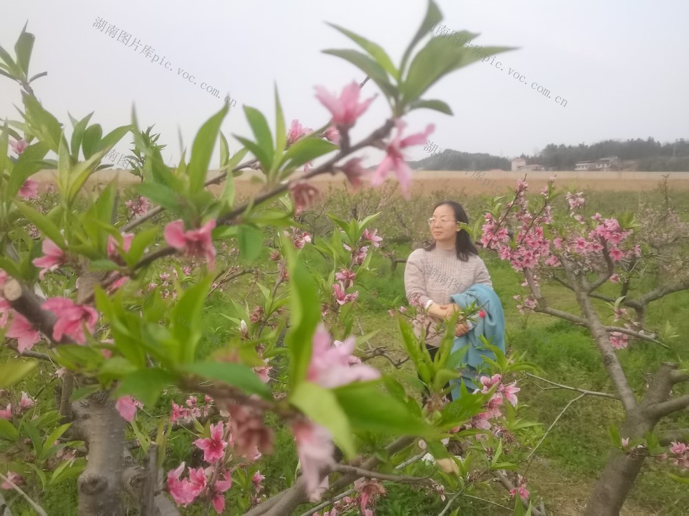 桃花笑春风