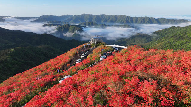 花海 游玩