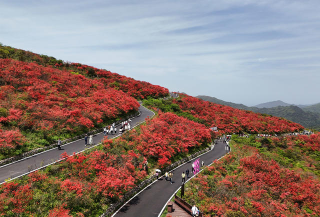 杜鹃花  鲜花  旅游  游客  风景 自然  赏花