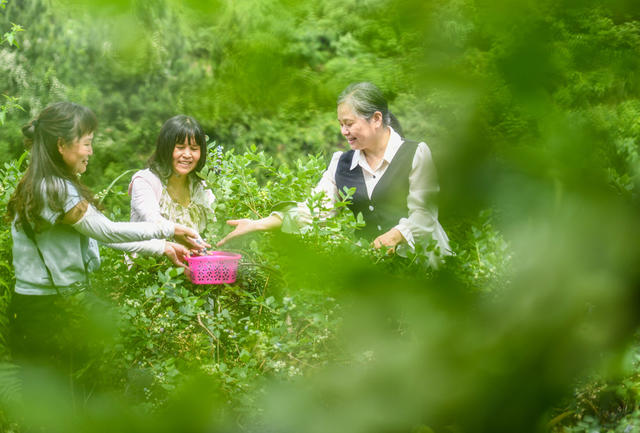 蓝莓
道县
旅游
