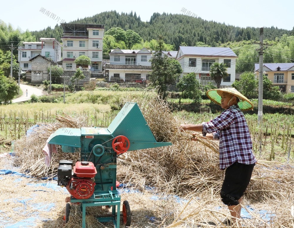   油菜籽抢收忙