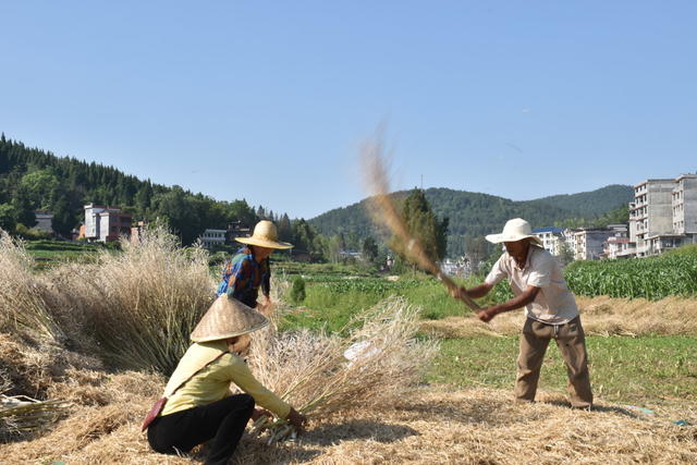 抢收油菜籽