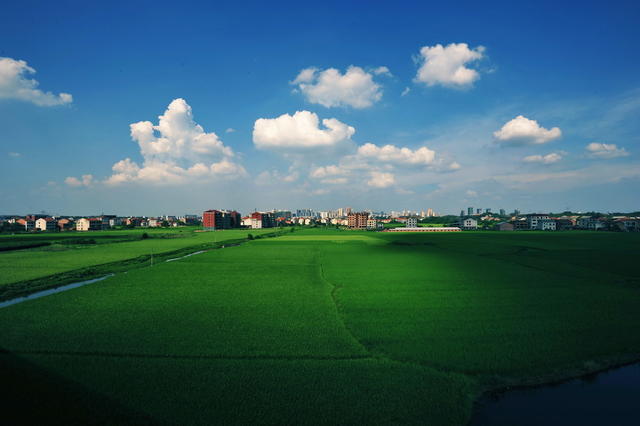 蒸湘区  水稻 