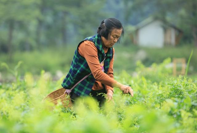 莓茶 夏季 采收 张家界