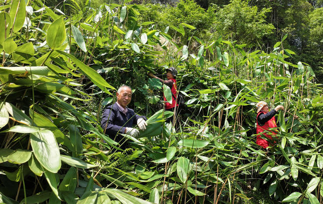 湖南桂东 摘 粽叶 端午 村民 乡村振兴