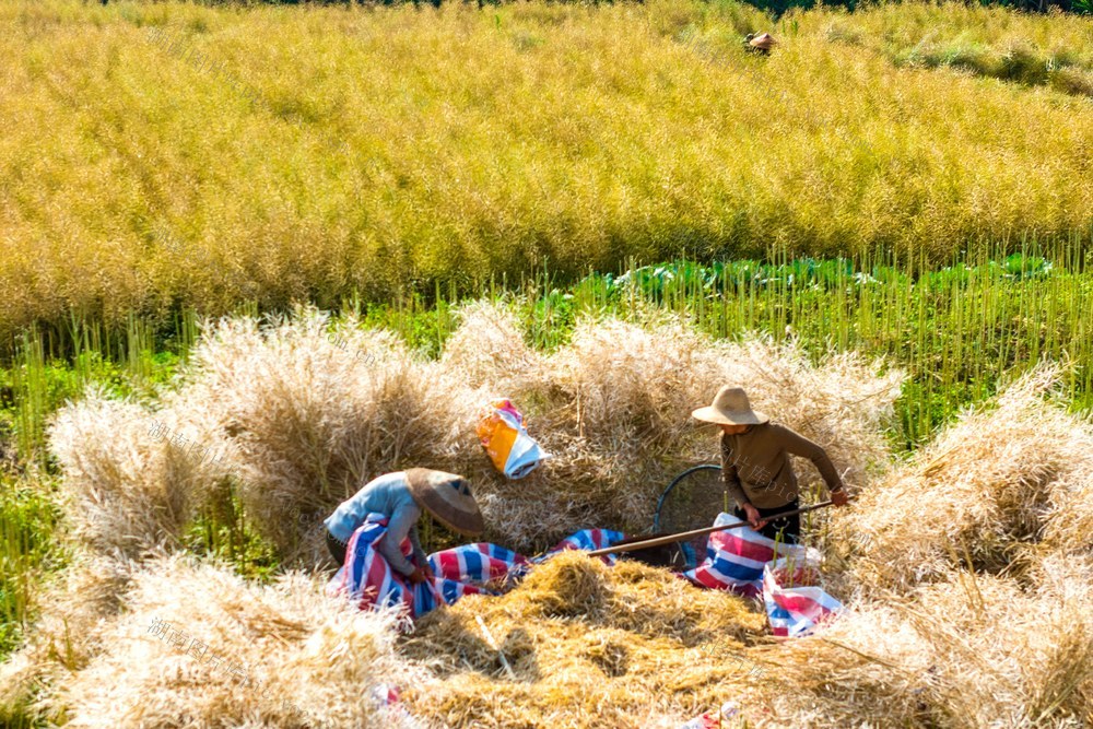 油菜  一季稻  粮食生产  立夏  夏收