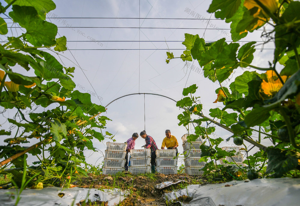 供港
蔬菜
道县