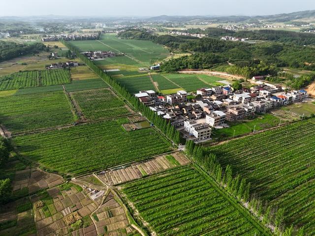 农村公路  农民增收  田野
田园风光