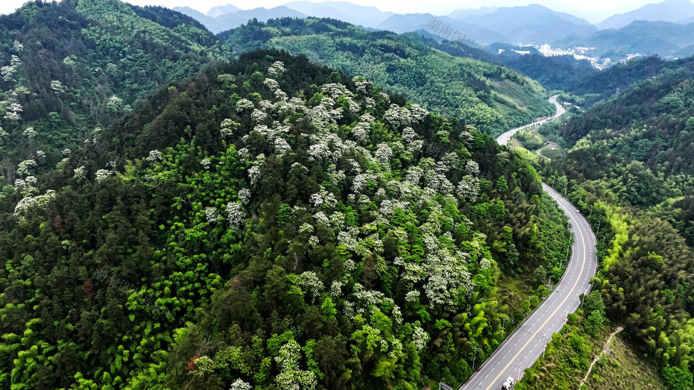 千年桐 花 森林 美景