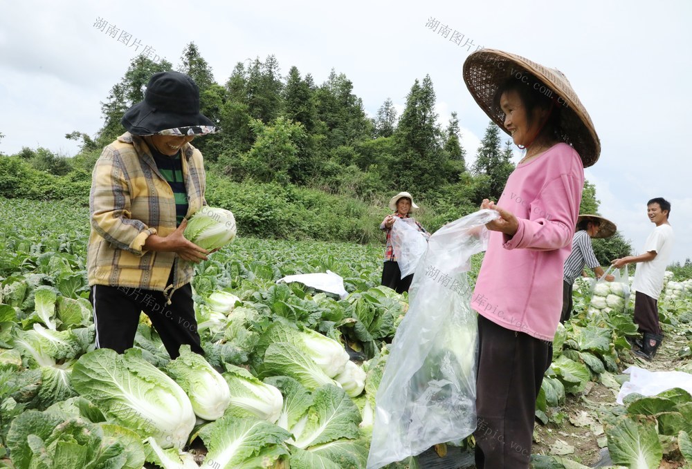  高山反季节蔬菜助农增收
