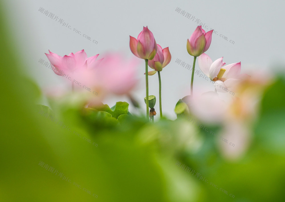 荷花
道县