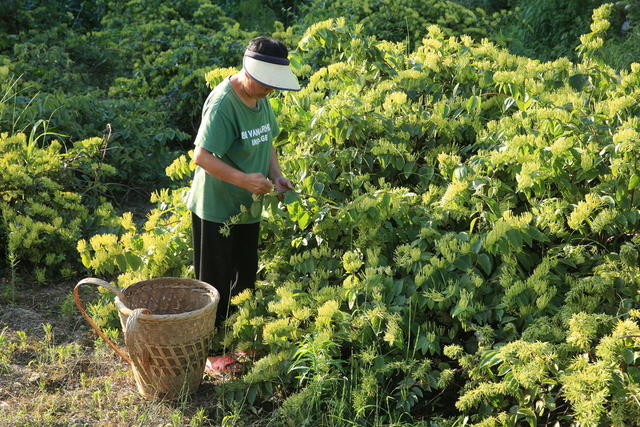 金银花