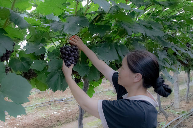 摘葡萄   争效益