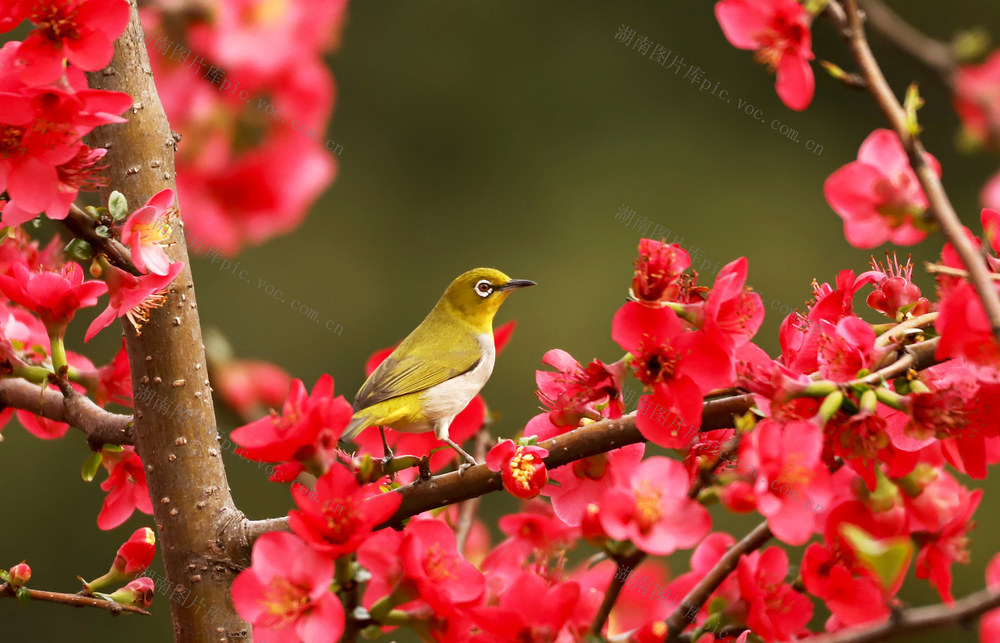 花鸟