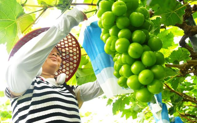   夏至时节农事忙 