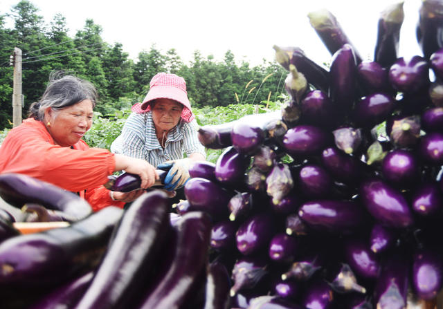 嘉禾：蔬菜产业助增收