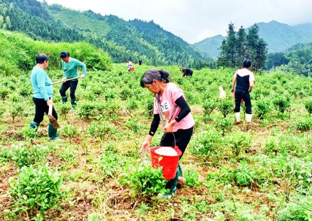 茶叶  施肥  增收