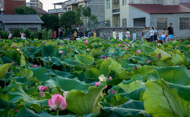 荷园赏花乐