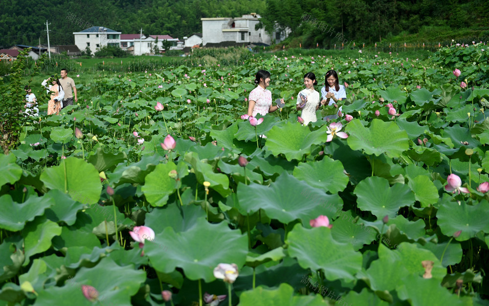 荷花，赏荷，乡村，旅游，农旅融合，生态，田园，游客，打卡拍照，荷塘，产业