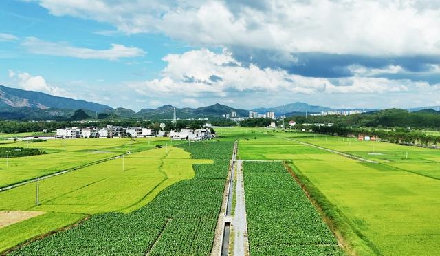 夏日田野