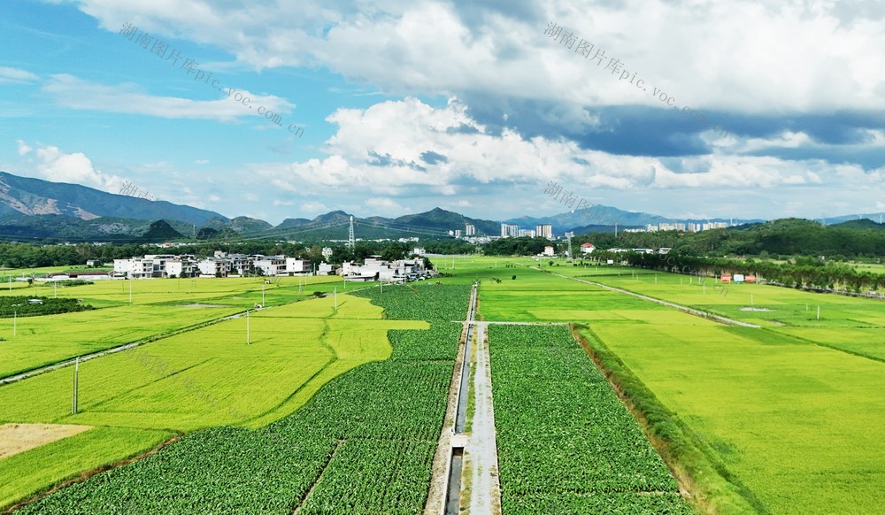 夏日田野