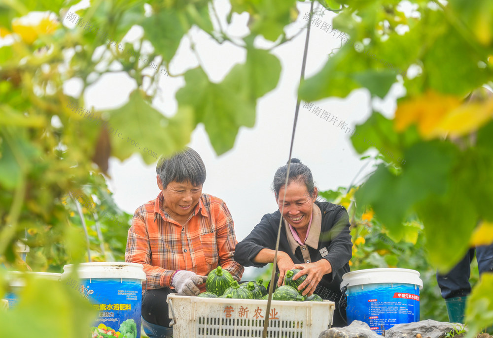 蔬菜
道县
