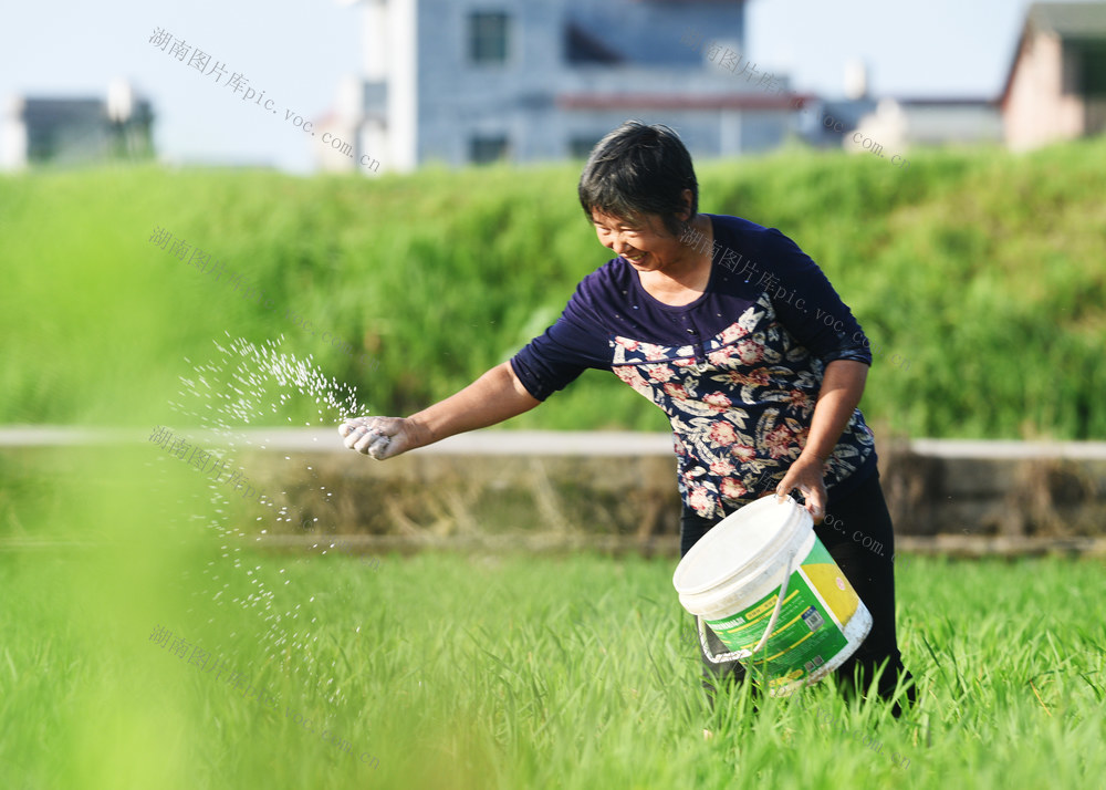 嘉禾：芒种时节农事忙