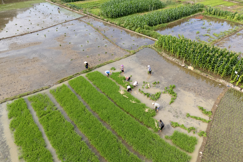 娄底 芒种 插秧