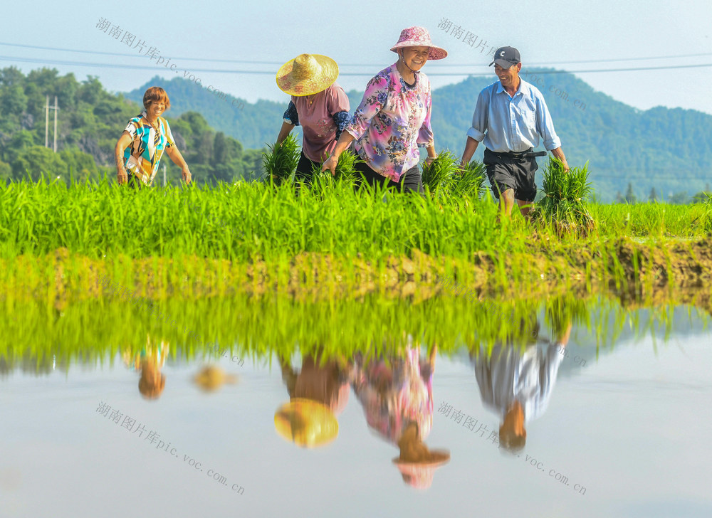 芒种
节气
道县
插秧