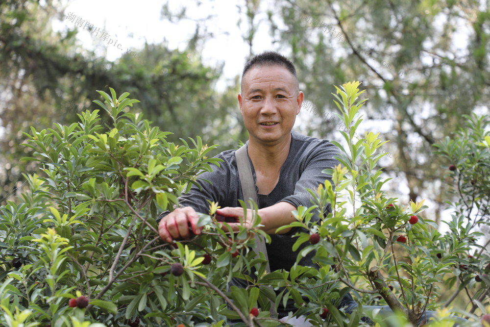 杨梅 增收