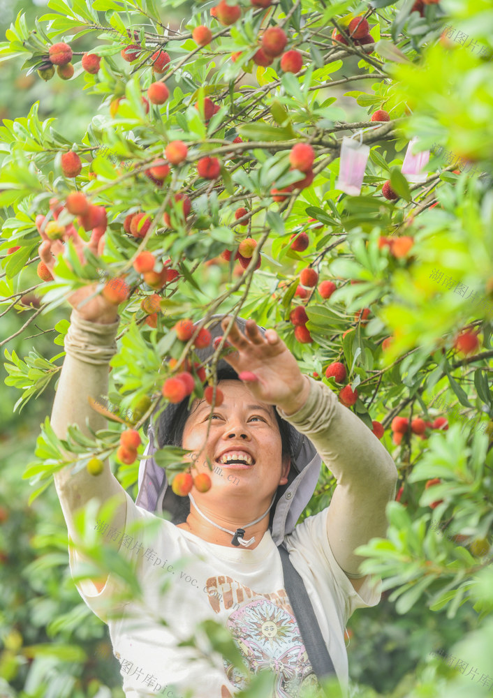 杨梅
道县