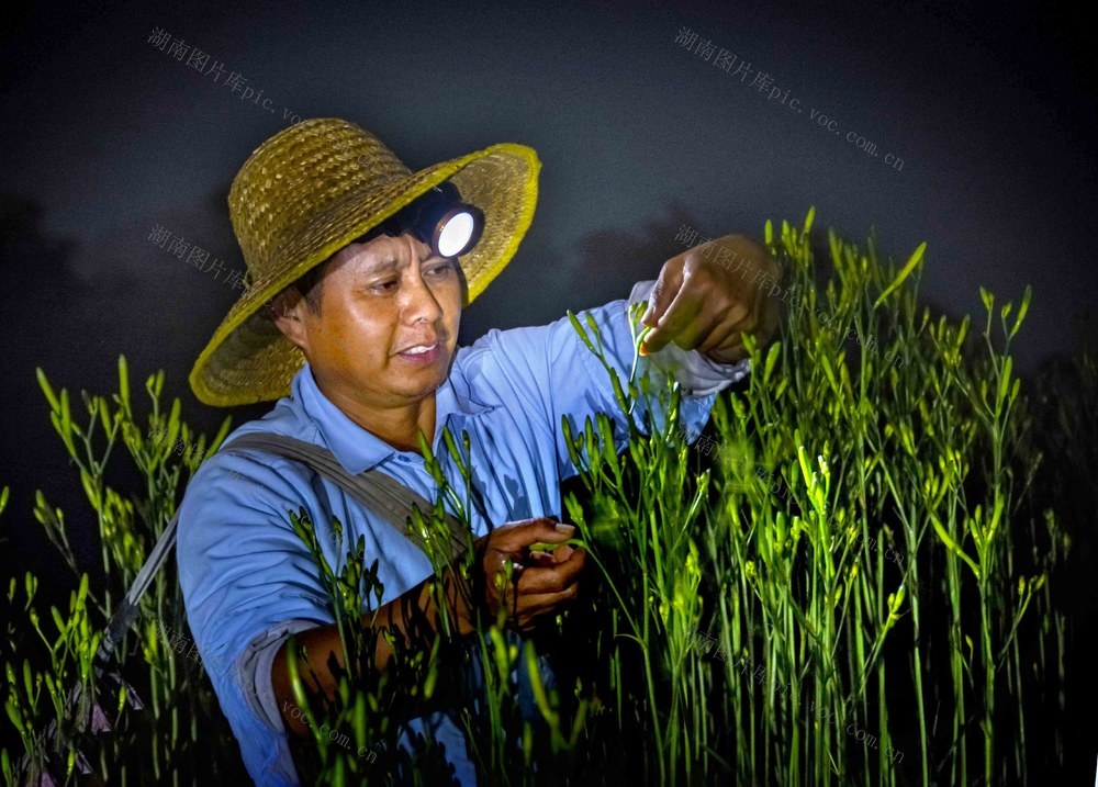 邵东黄花菜