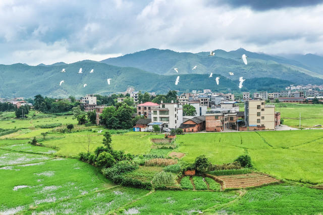白鹭 鸟类 千年鸟道 环保 生态