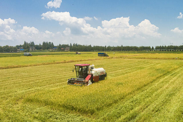 早稻  水稻  农业  村民  经济  乡村  村民  稻谷   粮食  