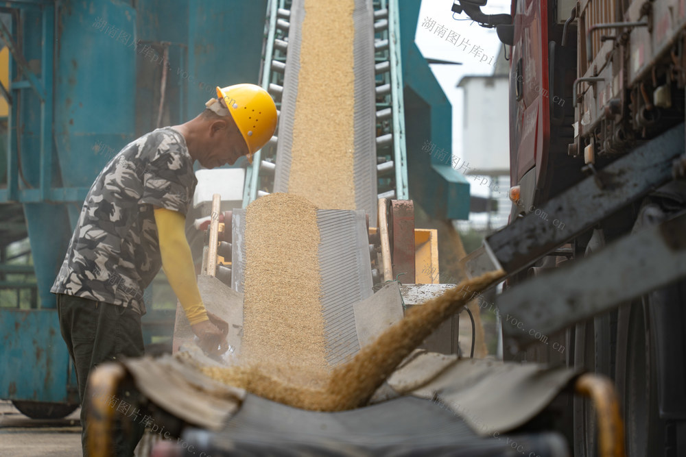 农业 粮食安全 早稻收购 颗粒归仓