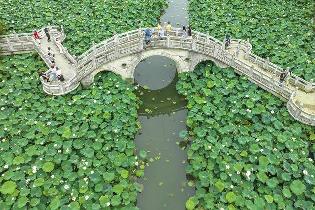 娄底 荷花 夏日 赏荷 游客